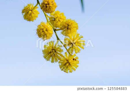 Yellow Mimosa Acacia Flowers Against Blue Sky Yellow Mimosa Acacia Flowers Against Blue Sky 125584883