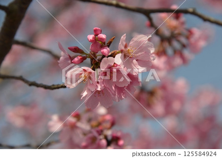 A close-up photo of pink cherry blossoms, inspired by the spring weather A close-up photo of pink cherry blossoms, inspired by the spring weather 125584924