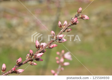 粉紅色桃花蕾的特寫照片 125584930