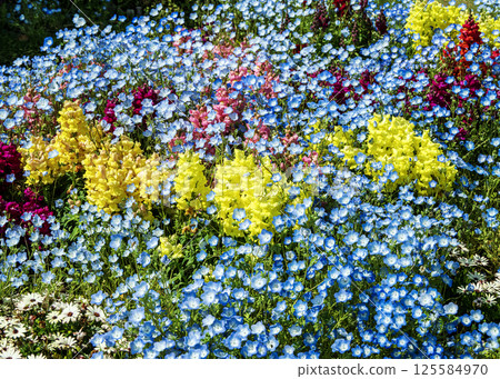 春天的花壇 125584970