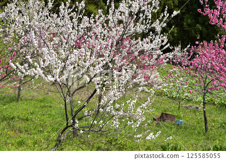 Hanamomo Hanamomo 125585055