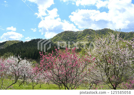 Hanamomo Hanamomo 125585058