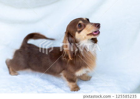 Kaninchen Dachshund Adult Dog Chocolate Yellow 125585235