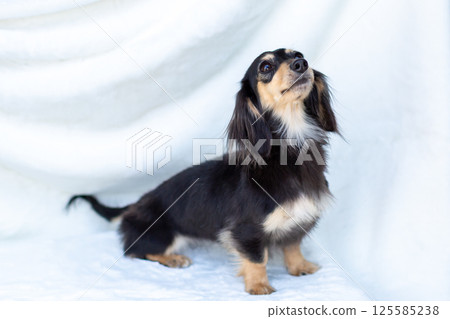 Kaninchen Dachshund Adult Dog Black Yellow Kaninchen Dachshund Adult Dog Black Yellow 125585238
