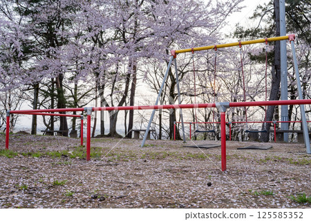 【水道山公園】傍晚的櫻花盛開的公園 125585352