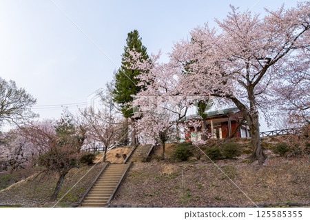 【水道山公園】傍晚的櫻花盛開的公園 【水道山公園】傍晚的櫻花盛開的公園 125585355