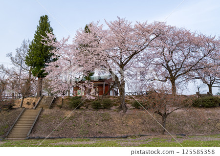 [Suidoyama Park] A park with cherry blossoms in the evening 125585358