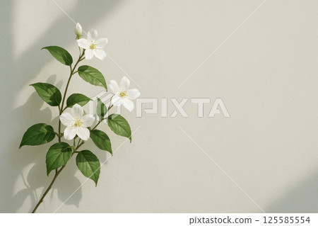 Jasmine Flowers on a White Wall Simple Composition: Elegant Nature Decor, Minimalist Aesthetic, Tranquil Indoor Plant, Fresh Green Leaves and Classic White Blossoms. Copy space Jasmine Flowers on a White Wall Simple Composition: Elegant Nature Decor, Minimalist Aesthetic, Tranquil Indoor Plant, Fresh Green Leaves and Classic White Blossoms. Copy space 125585554