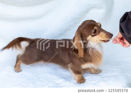 卡寧金臘腸犬成年犬巧克力黃色 125585578