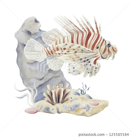 Lionfish. Big beautiful tropical exotic fish with red stripes. Marine world. Seabed with sand and pebbles. Underwater plants and sponge. Bubbles in the background. Watercolor illustration. . Lionfish. Big beautiful tropical exotic fish with red stripes. Marine world. Seabed with sand and pebbles. Underwater plants and sponge. Bubbles in the background. Watercolor illustration. . 125585584