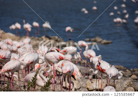 Greater flamingos gathered on the shore of lake during daytime Greater flamingos gathered on the shore of lake during daytime 125585667