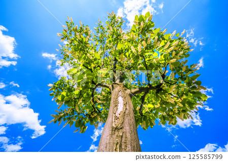 日本橫濱城市景觀。白雲樹的綠白色格外引人注目。花的寓意是宏偉、愛的旅程、快樂的人=29 125585799