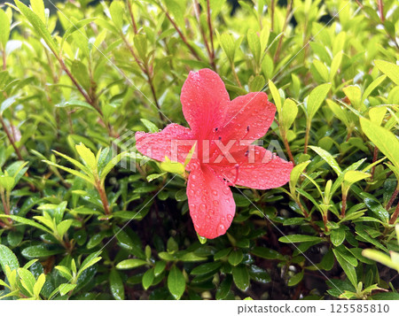 Azalea wet in the rain 125585810