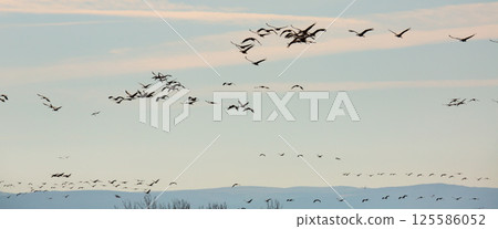 Cranes flying in Laguna de Gallocanta Cranes flying in Laguna de Gallocanta 125586052