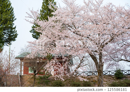 【水道山公園】傍晚的櫻花盛開的公園 125586181