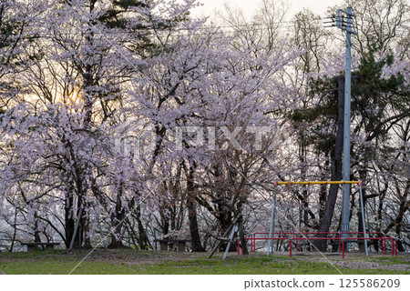 [Suidoyama Park] A park with cherry blossoms in the evening 125586209