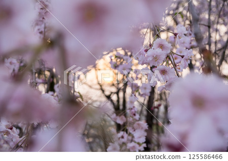 [Suidoyama Park] A park with cherry blossoms lit up by the setting sun 125586466