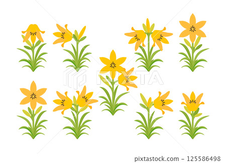 Daylily set 125586498