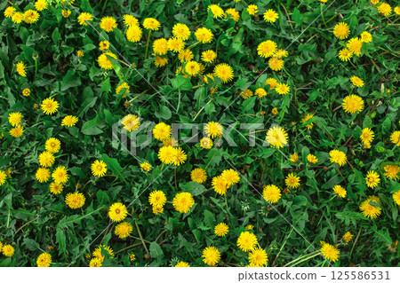 bright field of dandelions in spring bright sunny day 125586531