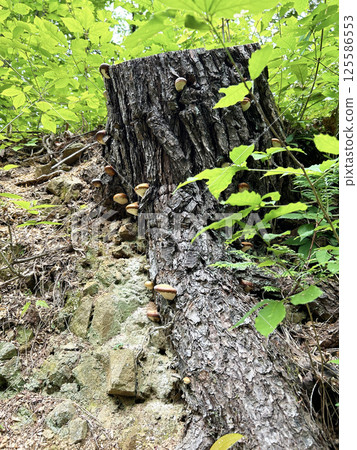 Mushroom growing on stump 125586553