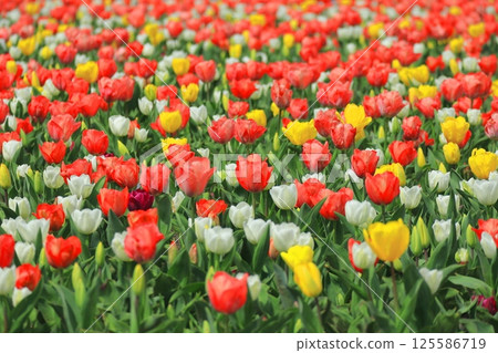 多彩的鬱金香場 125586719