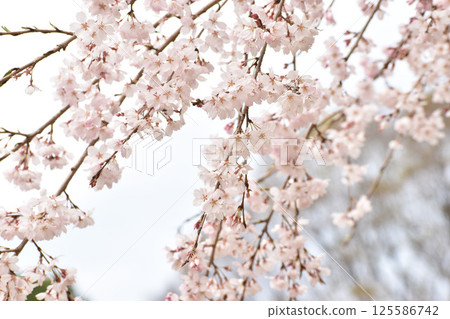 淡粉紅色垂枝染井吉野櫻 淡粉紅色垂枝染井吉野櫻 125586742