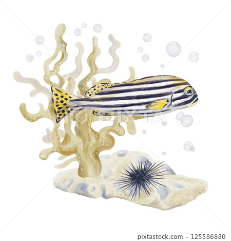 Striped tropical fish swims through corals. Sand with pebbles and stones. Sea urchin floats on the bottom. Bubbles on the background. Watercolor illustration isolated from the background. Hand drawn. Striped tropical fish swims through corals. Sand with pebbles and stones. Sea urchin floats on the bottom. Bubbles on the background. Watercolor illustration isolated from the background. Hand drawn. 125586880