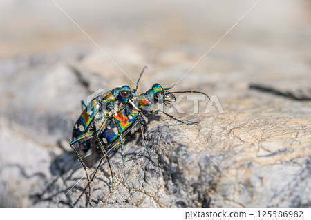 交配的虎甲蟲(虎甲蟲) 交配的虎甲蟲(虎甲蟲) 125586982