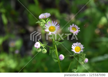 Umenomiya Taisha 125587090