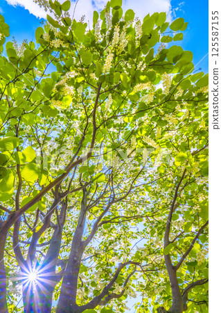 日本橫濱城市景觀。白雲樹的綠白色格外引人注目。花的寓意是宏偉、愛的旅程、快樂的人=29 日本橫濱城市景觀。白雲樹的綠白色格外引人注目。花的寓意是宏偉、愛的旅程、快樂的人=29 125587155