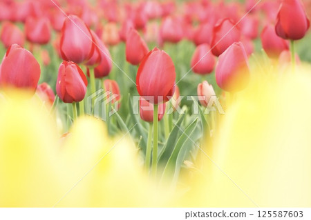 Bright pink tulips blooming in a tulip field Bright pink tulips blooming in a tulip field 125587603