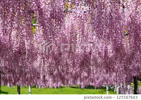 wisteria flowers in full bloom 125587683