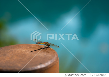 Blue Pond of Biei Hokkaido Blue Pond of Biei Hokkaido 125587883