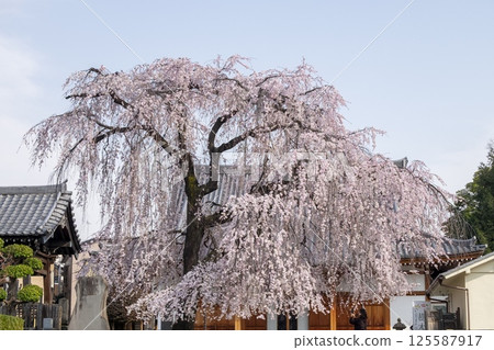 東京都谷中的稱名寺盛開的垂枝櫻花(東京都台東區谷中) 東京都谷中的稱名寺盛開的垂枝櫻花(東京都台東區谷中) 125587917
