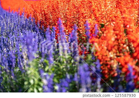 Red and purple salvia flower field 125587930