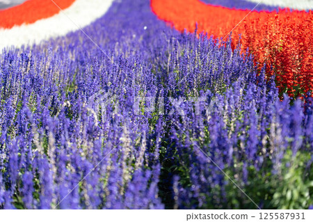 Red and purple salvia flower field 125587931