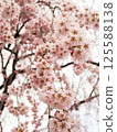 櫻花盛開，藍藍的天空 125588138
