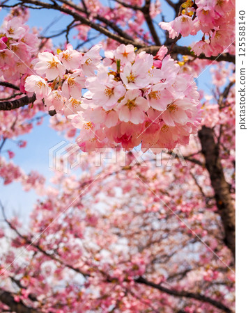 春天裡鮮豔的粉紅櫻花 春天裡鮮豔的粉紅櫻花 125588140