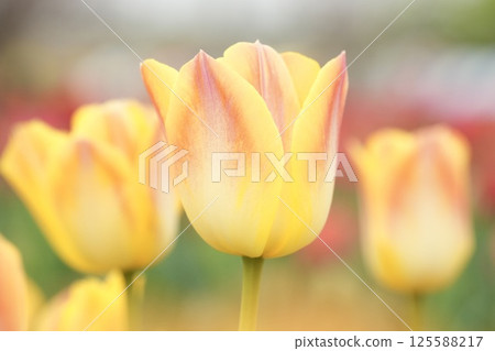 Beautiful yellow tulips bathed in spring sunlight, close-up Beautiful yellow tulips bathed in spring sunlight, close-up 125588217