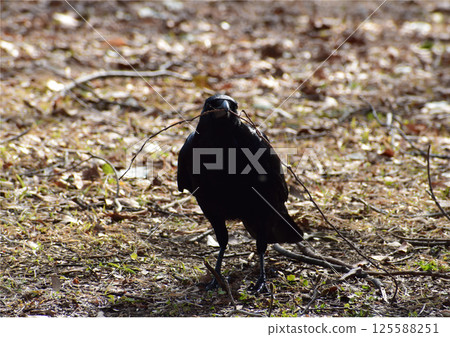 Silhouette of a crow holding a branch Silhouette of a crow holding a branch 125588251