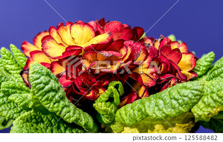 Cheerful Red and Yellow Primrose Bloom Against Deep Blue Cheerful Red and Yellow Primrose Bloom Against Deep Blue 125588482