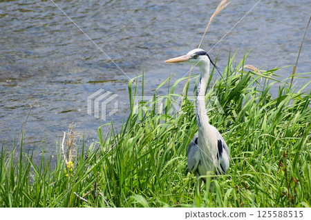A heron watching the river A heron watching the river 125588515