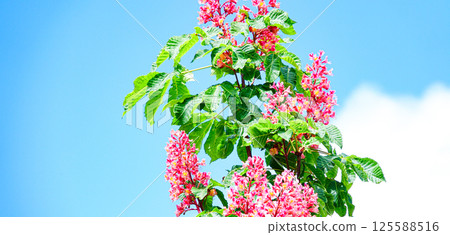 Blue sky and vibrant red horse chestnut flowers Blue sky and vibrant red horse chestnut flowers 125588516