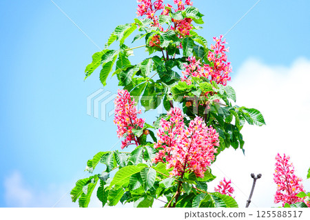 藍天和鮮豔的紅色七葉樹花 125588517