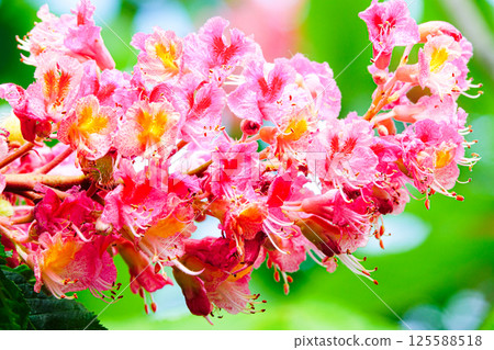 Vibrant safflower horse chestnut flowers 125588518