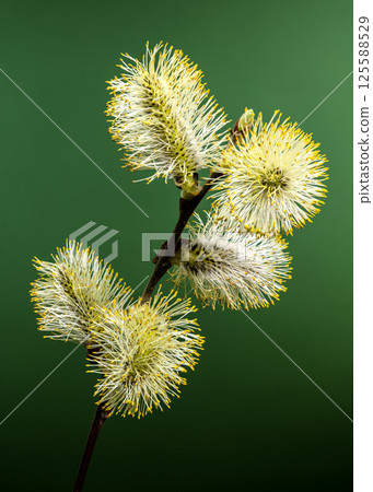 Vibrant Willow Catkins Blooming Against a green Backdrop 125588529