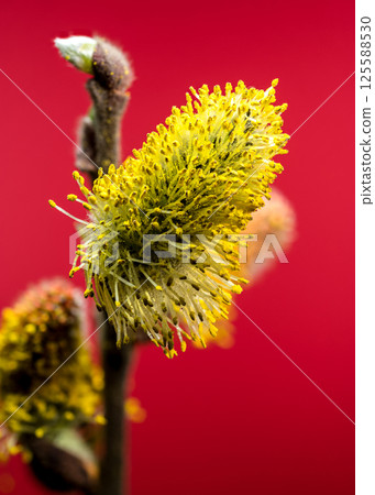 Vibrant Willow Catkins Blooming Against a red Backdrop 125588530