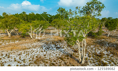 A unique tree that has been decorated by nature A unique tree that has been decorated by nature 125589082