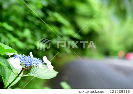 Hydrangea fresh green Hydrangea fresh green 125589118