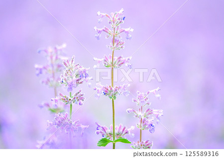 A fluffy, story-like purple flower 125589316